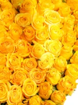 yellow-roses-box-arrengment-flowers-in-kemer-2.webp